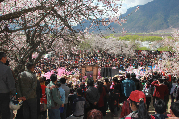 "为主题的"2015第十三届林芝桃花文化旅游节"在嘎拉桃花村盛大开幕