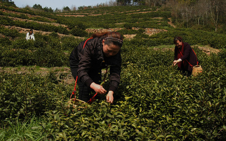 春茶采摘忙(组图)