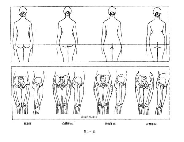 关于人体体型的分类--标准体型和特殊体型