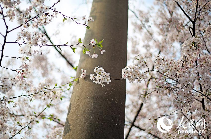 高清:不负春光 漫步上海最美樱花路(组图)