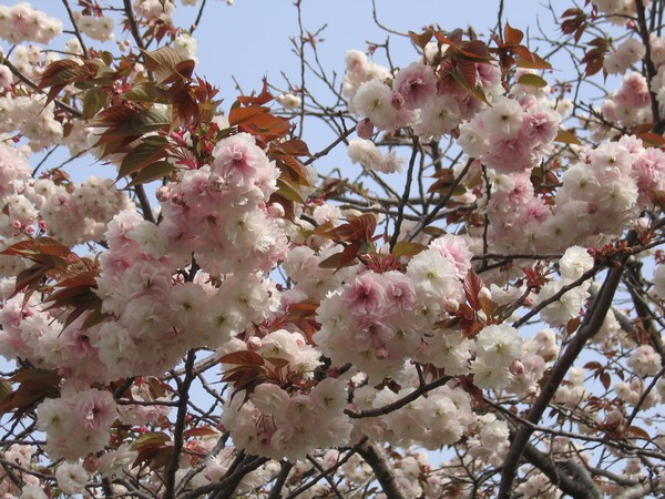 日本人为何喜欢樱花