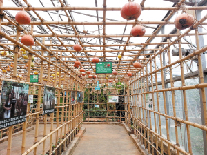 多年前,龚艳琼就已获得"全国农村青年科技致富带头人"全国三八红旗