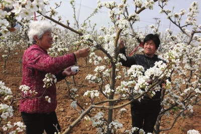 3月30日,在汤阴县韩庄镇滨河生态农庄梨园内,果农正在为梨树点花授粉.