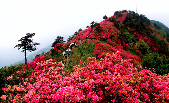 赏杜鹃花:去江西井冈山