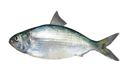 河豚,鲥鱼,刀鱼称长江三鲜,由于过渡捕捞,已基本绝迹.