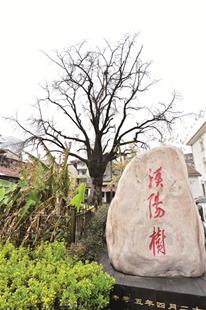 楚天都市报讯 图为:已527岁的汉阳树