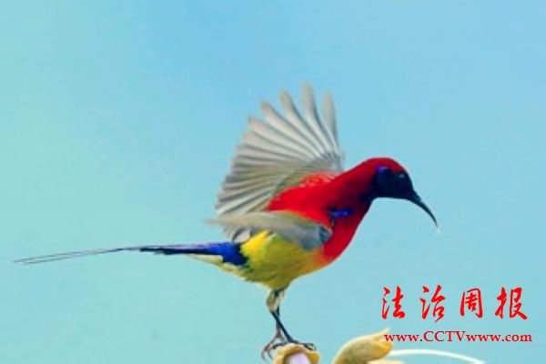 安康汉滨白火石磙沟谷:喜见东方蜂鸟-太阳鸟-太