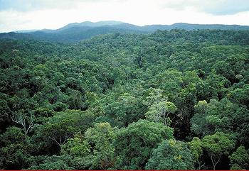 澳大利亚昆士兰州凯恩斯市附近的热带雨林图片来源:澳大利亚联邦科学