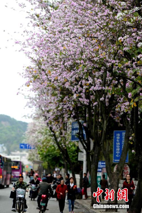 4月7日,福州有名的景观树羊蹄甲花朵盛开,在福州金泉路,温泉支路,朝阳