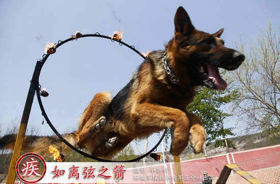 原文配图:解放军军犬训练营.