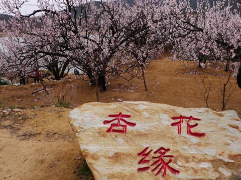 十里杏花谷 清明一日游【最美春天】