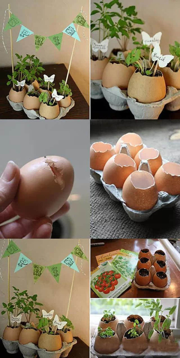 蛋事:蛋壳废物利用新技能 翻新变漂亮盆栽