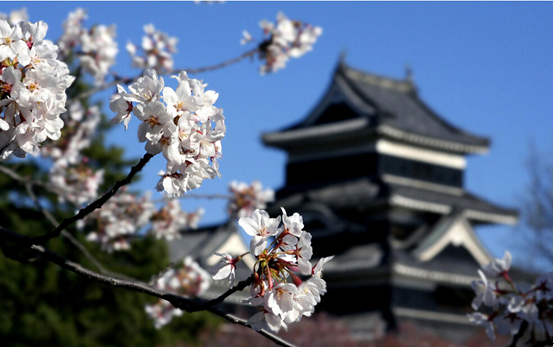 嘉华国旅-又到樱花烂漫时 我们去日本吧!