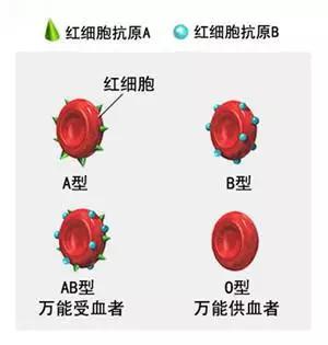 o型麻麻不用担心备孕溶血疑问(血型的15问答)