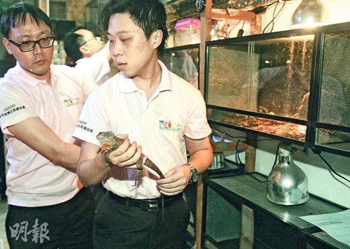 两栖及爬虫协会项目主任叶家恒（右）将一只逃脱的蜥蜴放回饲养缸。（香港《明报》网站/伍浦锋摄）