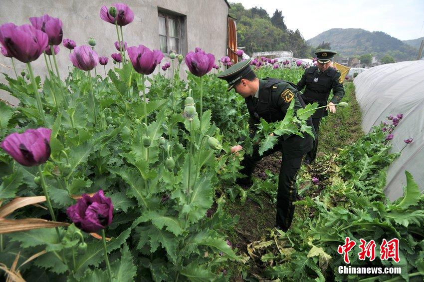 浙江玉环边防民警铲除村民菜地罂粟383株组图