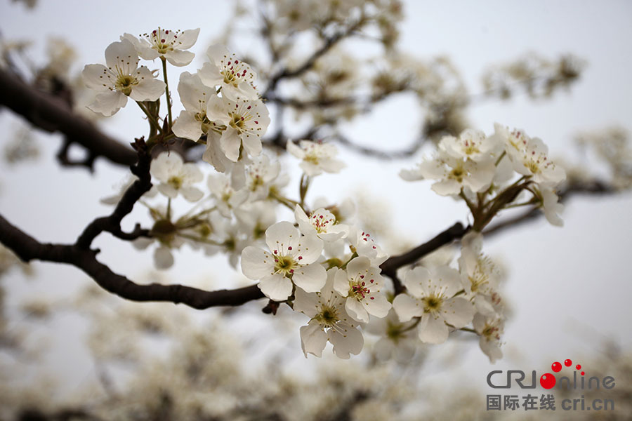 河北省首届青县旅游节暨盘古梨花节清水白油菜花节启幕(高清组图)