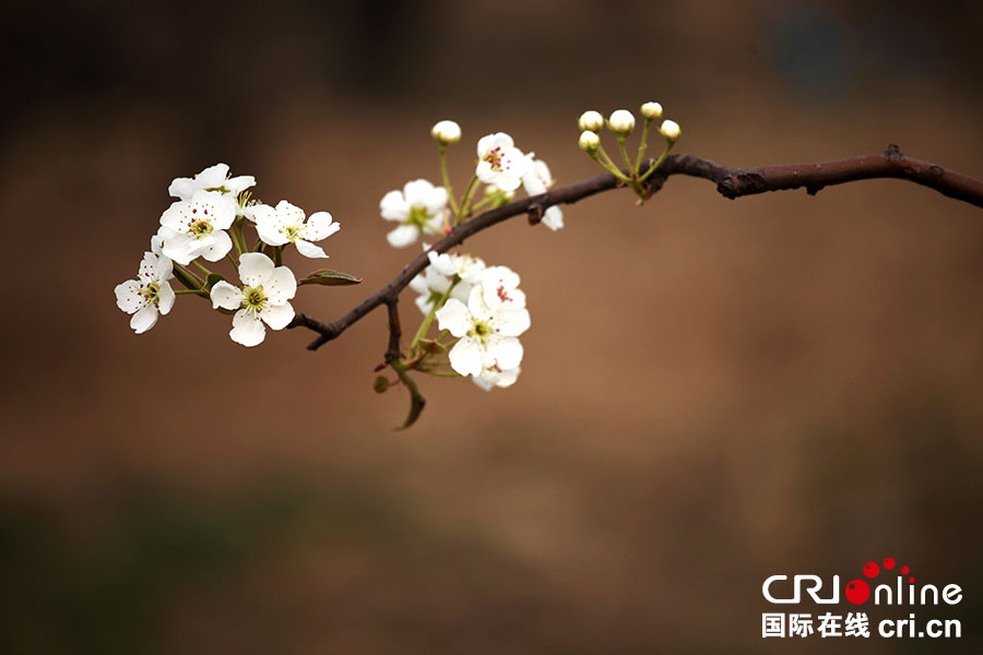 河北省首届青县旅游节暨盘古梨花节清水白油菜花节启幕(高清组图)