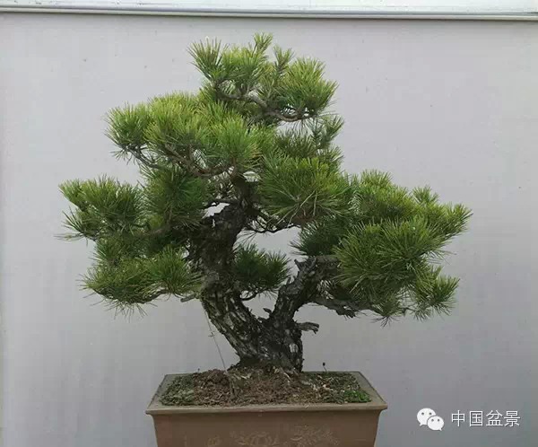 辰άĵ