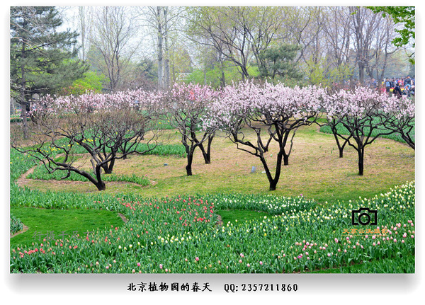 游人逐渐增多,目前北京植物园为第二十七届桃花节,持有北京市公园年票