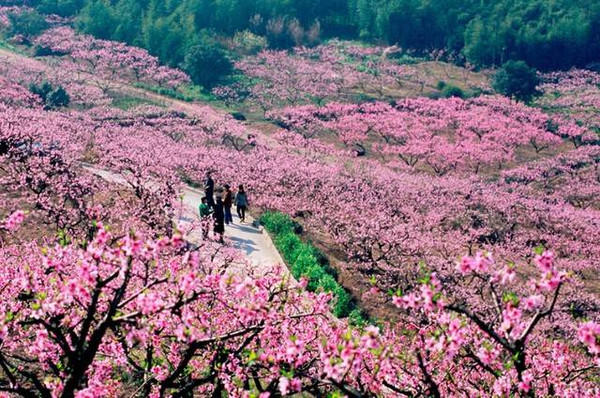 漫山遍野的桃花开