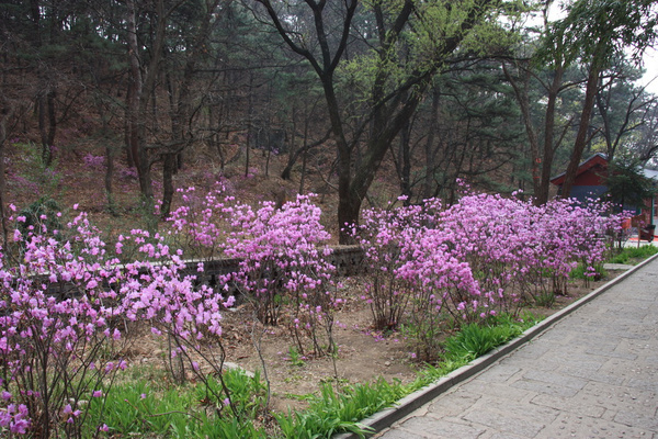 京郊高山杜鹃哪里赏【红螺寺】