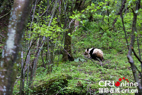 广元唐家河景区再次发现野生大熊猫(组图)