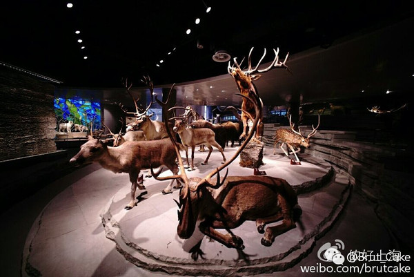 上海自然博物馆新馆即将开放!内部照流出!