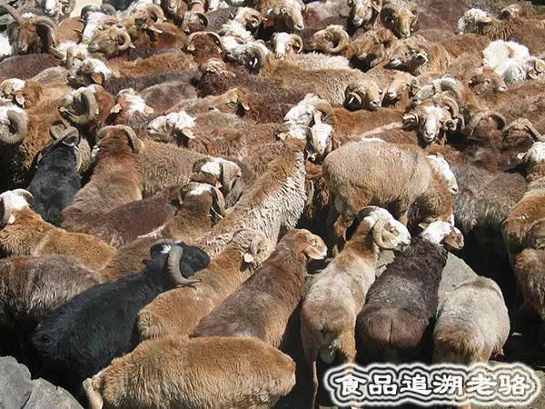 中国新疆地理标志产品之13:裕民巴什拜羊