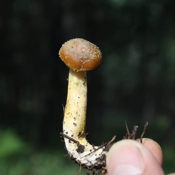 大好阳光和我一起深山采榛蘑吧!