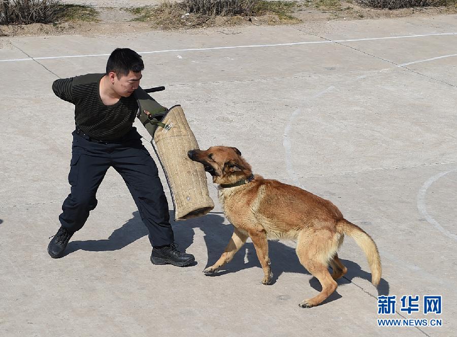 位于呼和浩特市郊的内蒙古公安厅警犬训练基地现有警犬130多条