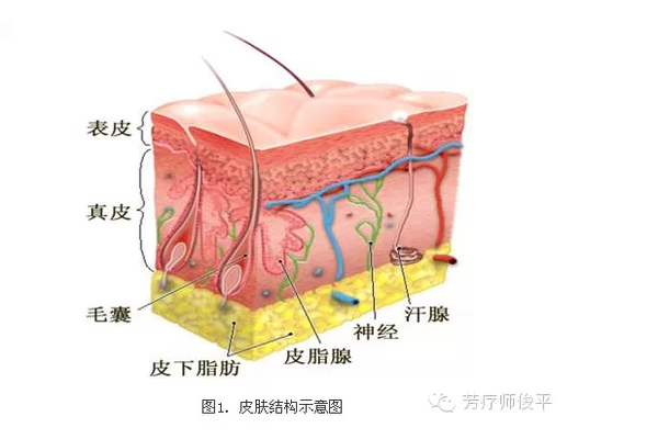 皮肤解剖结构 皮肤由表皮,真皮和皮下组织等组成,表皮和真皮之间由