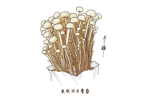 手绘豆芽