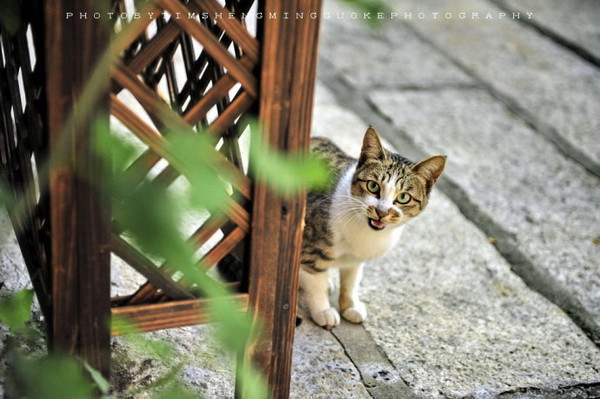 院子花架下,蹲着小花猫,睁大了好奇的眼睛,喵呜喵呜的叫着,好像也能