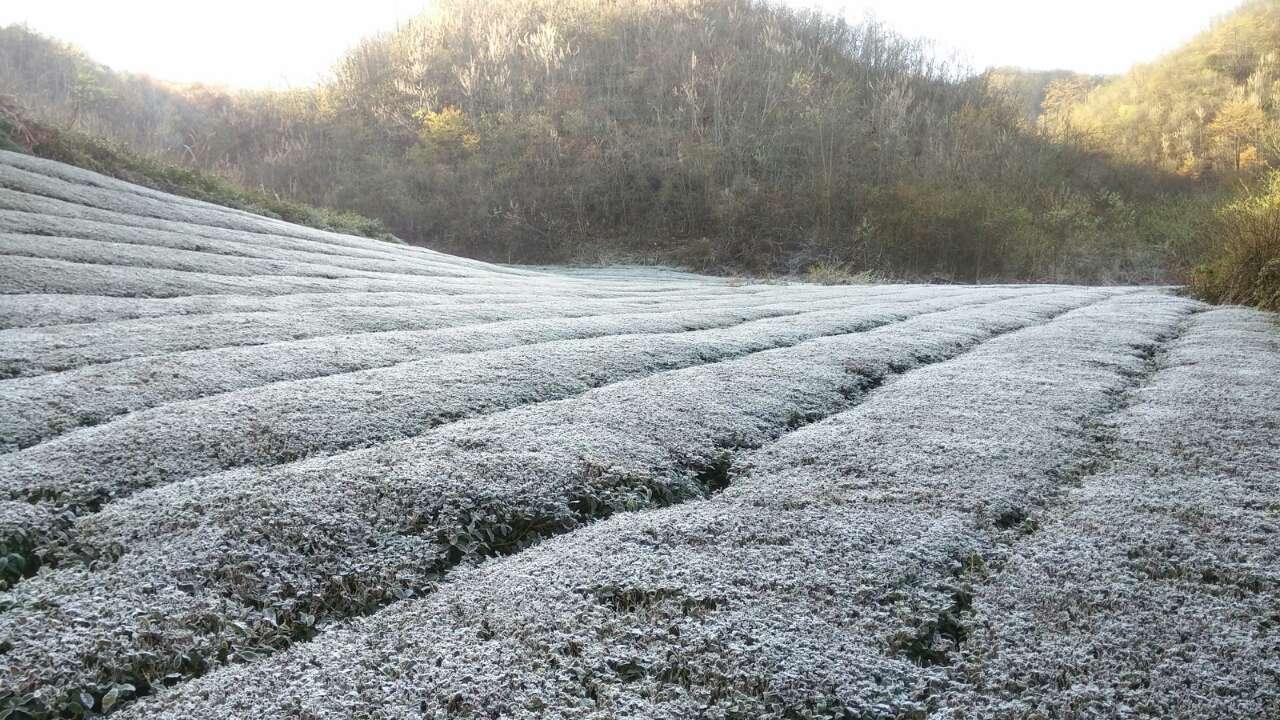 南方局地遭受低温冷冻 云南宣威7700余人受灾