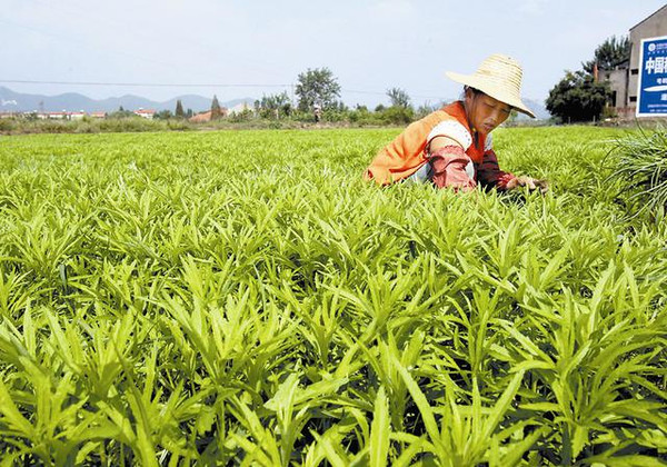 中国湖北(武汉)地理标志产品:蔡甸藜蒿