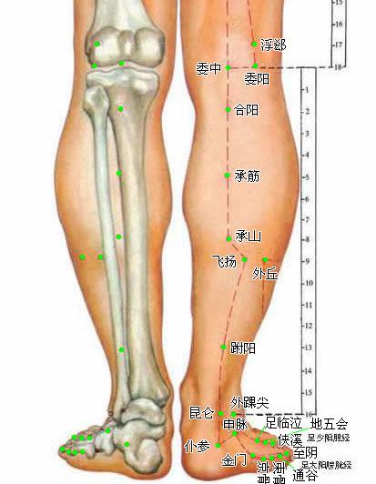 高清人体穴位