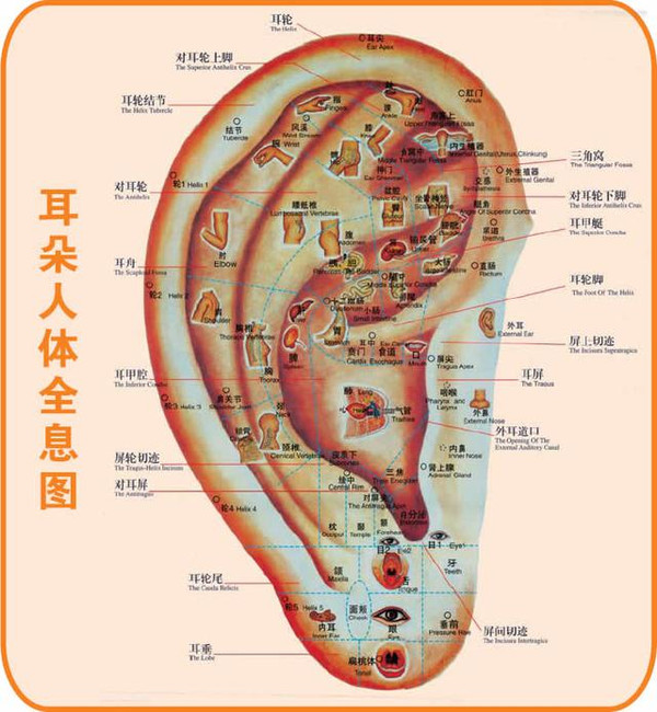 督脉高清图