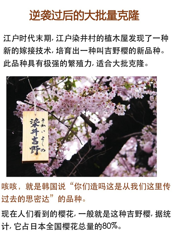 中日友好靠韩国:中国樱花在日本的逆袭史