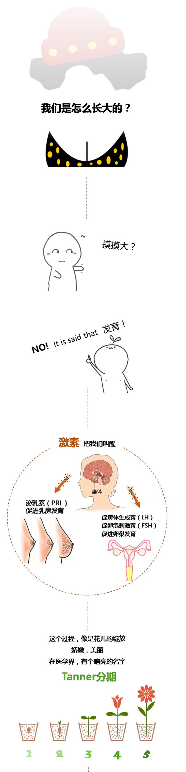 图解乳房发育:像花儿一样绽放