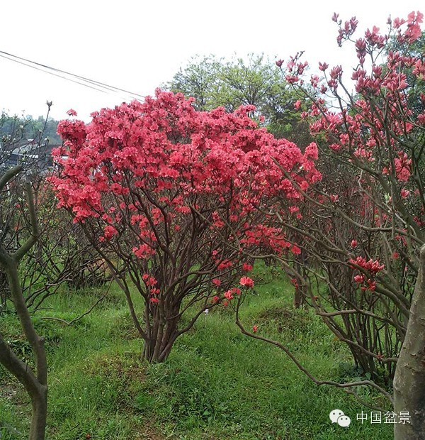 杜鹃盆景五彩缤纷