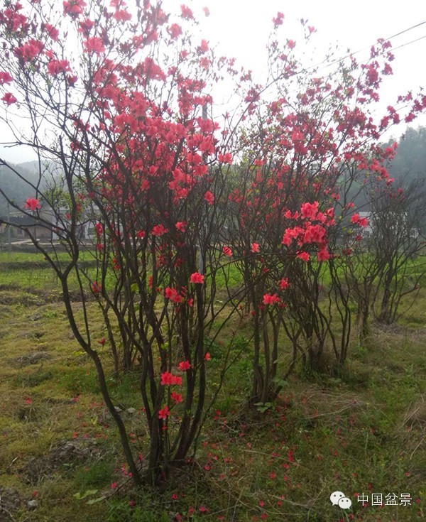 杜鹃盆景五彩缤纷