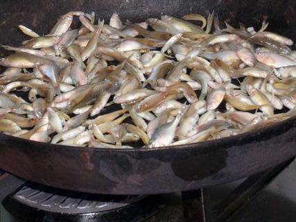 在利川江河,溪流,水库,稻田等淡水内天生的小麻鱼,素称"千年鱼",捕捞