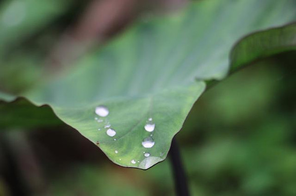 这个是荷叶上的露珠.额,不对,确切的说,就是下雨过后留的雨水.