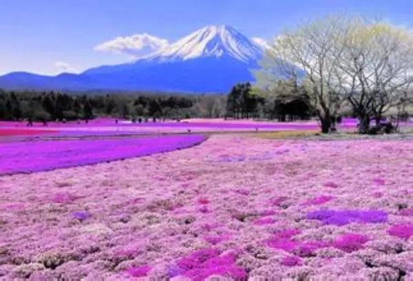 日本旅游的行程 去日本要带什么