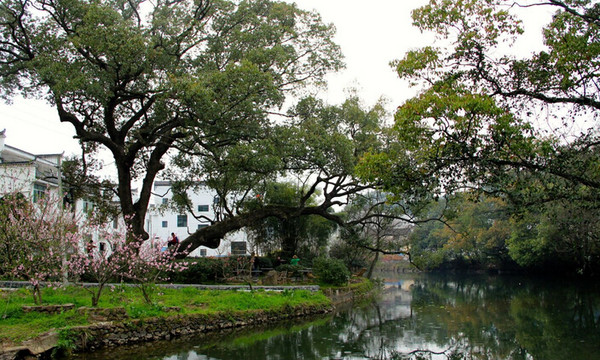 【江西上饶市婺源县晓起村】中国茶文化第一村