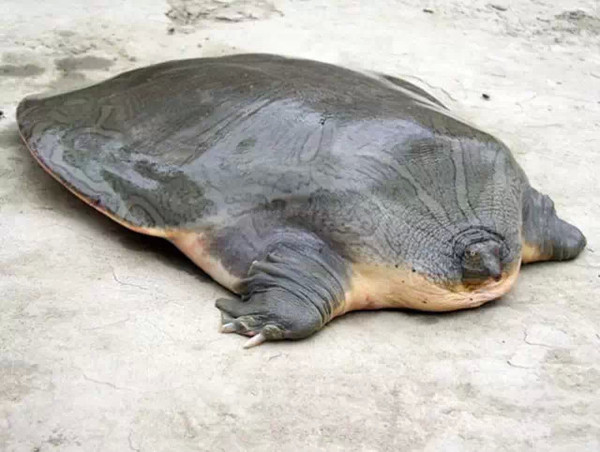 Щι״Ķ Ȼ