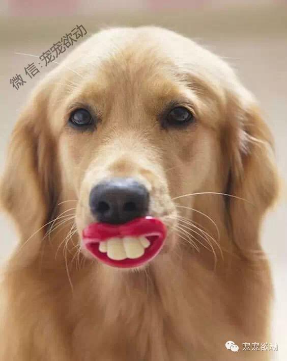 狗狗带上牙套的模样会把你笑到就医