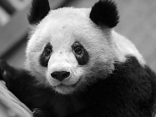 涨知识:熊猫眼原因竟是月经不调!
