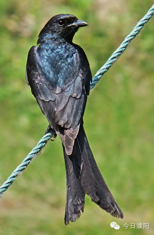 灰喜鹊:体长35厘米,细长的灰色喜鹊,头顶及后枕黑色,两翼及尾呈蓝色.
